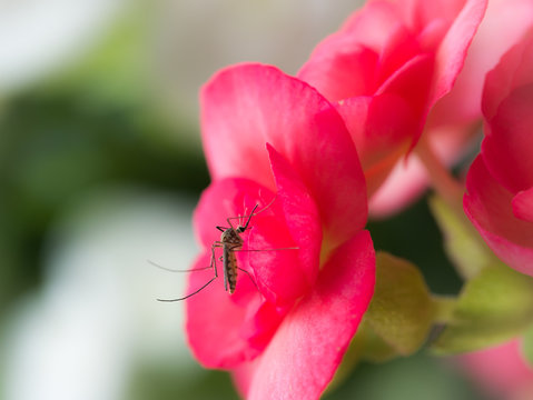 Mosquito Sucking Nectar from The Red Flower