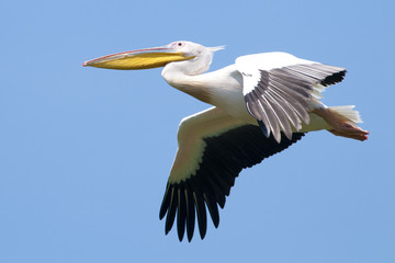 White Pelican