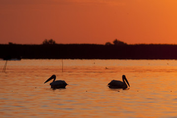 Fototapeta na wymiar Pelican Silhouette at sunrise