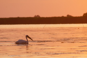 Fototapeta premium Pelican Silhouette at sunrise