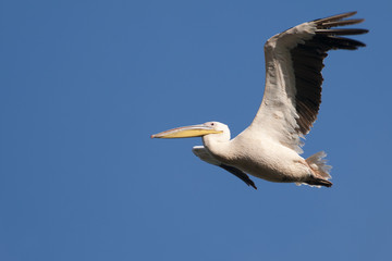 Fototapeta na wymiar White Pelican