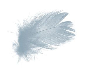 Beautiful Baby blue colors tone feather isolated on white background ,trends color 
