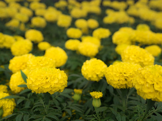 The Yellow Calendura Flowers Blooming