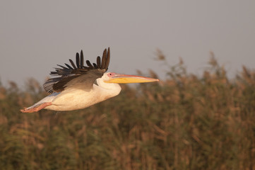 White pelican in flight