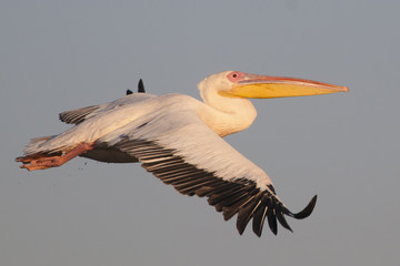 White pelican in flight