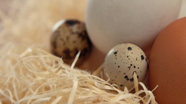 quail eggs texture. focus changing to show the different texture of eggs