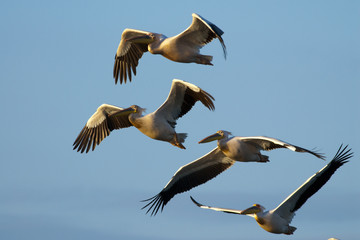 Obraz premium White Pelican in Danube Delta