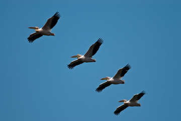 White Pelican in Danube Delta