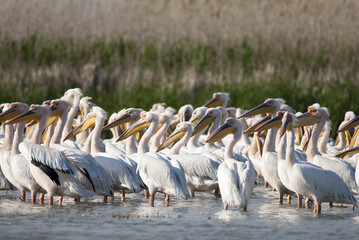 White Pelican in Danube Delta