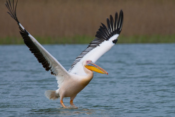 White Pelican in Danube Delta