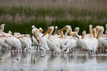 White Pelican in Danube Delta