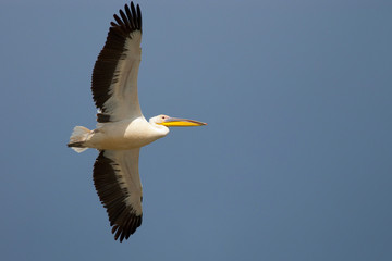 White Pelican in Danube Delta