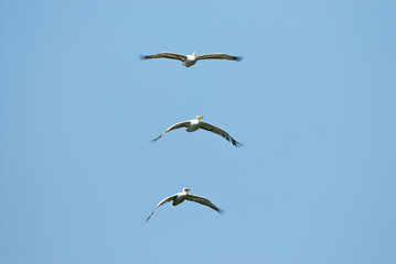 Fototapeta premium White Pelican in Danube Delta