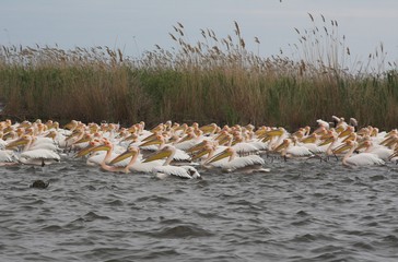 White Pelican in Danube Delta