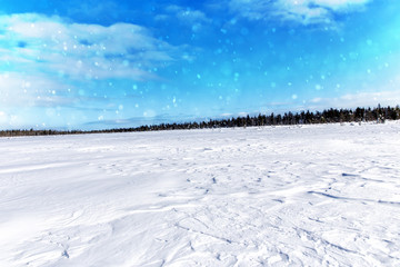 Fototapeta na wymiar The frozen lake. Spruce forest in winter. Winter landscape
