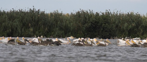 White Pelican in Danube Delta