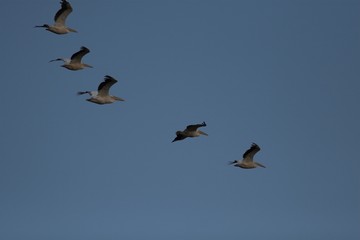 White Pelican in Danube Delta