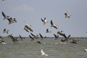 White Pelican in Danube Delta