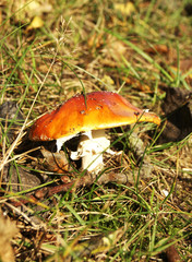 Mushroom