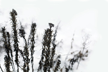 Dry winter grass in snow on a meadow in a daylight closeup