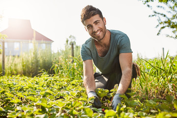 Outdoors portrait of mature good-looking young farmer in blue t-shirt smiling, picking berries from...