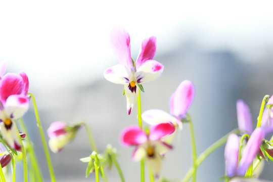 うさぎビオラ Photos Royalty Free Images Graphics Vectors Videos Adobe Stock うさぎビオラ Photos Royalty Free Images Graphics Vectors Videos Adobe Stock