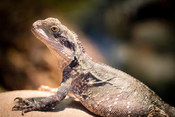 Leguan