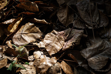 落ち葉　紅葉　秋　季節