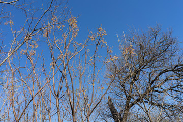 Tree branches against a clear sky on a sunny February day in Texas