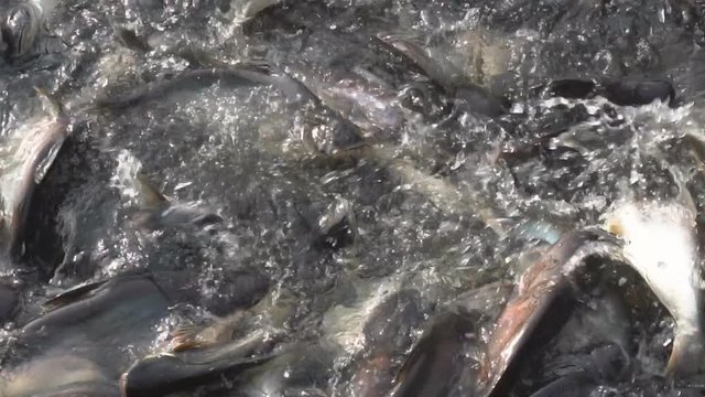 Catfish, Striped Catfish in river, slow motion
