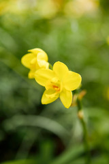 Fototapeta premium Yellow orchid for natural background.