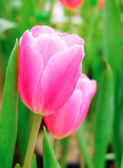 pink tulip in a beautiful field.