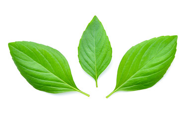 Obraz premium Basil leaves isolated on white background.