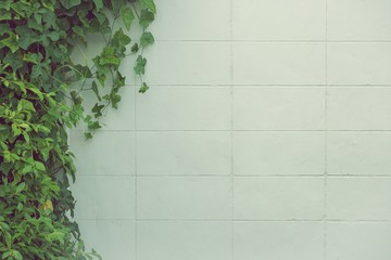 White wall background with green foliage