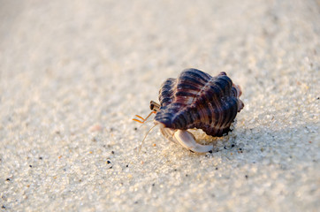 Colorful wild crab with shell (Paguroidea on the beach)