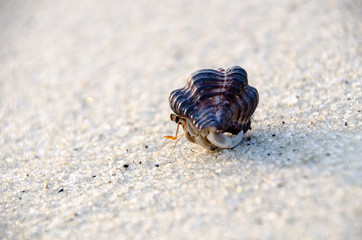 Colorful wild crab with shell (Paguroidea on the beach)