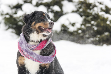 бернский зенненхунд сидит на фоне снежных деревьев © klevers