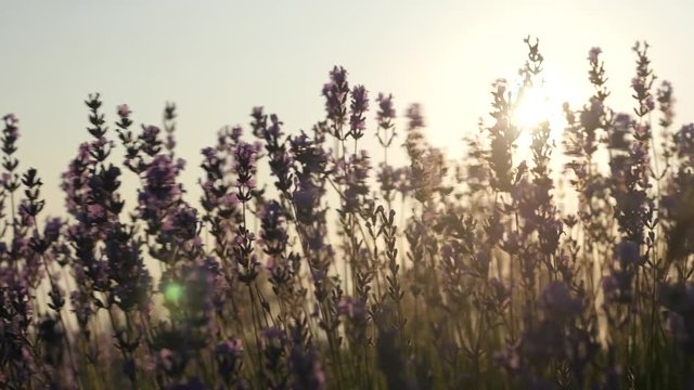 close-up of little girl's hand gently touching lavender flowers in sunset light