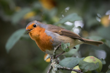 Fototapeta premium A robin singing in a tree