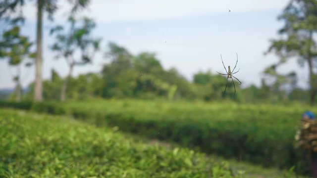 Female golden web spider Nephila pilipes with few males on tea plantations, person with wood sticks walking past in Bandung, Indonesia
