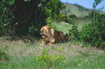 Fototapeta na wymiar Lioness siting in the shade