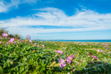 Flowers by the sea in Fiume Santo shore
