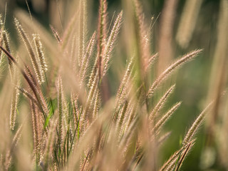 silhouette  of grass flower