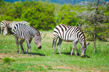 Fototapeta na wymiar Two zebras in the plains of the massai mara