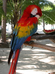 parrot