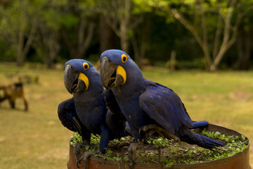 Arara-azul Brazil Bonito