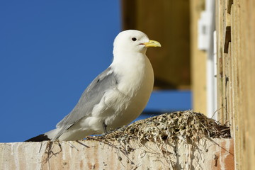 gulls during the period of reproduction in Nyksund at Lofoten in Norway
