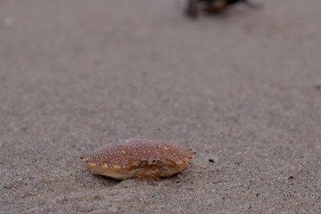 Empty Crab Shell on the Beach