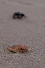 Empty Crab Shell on the Beach