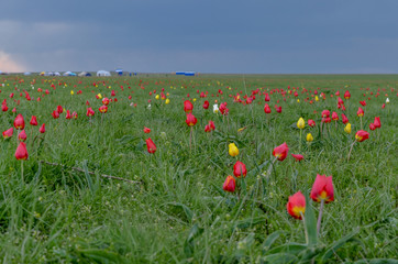 wild red and yellow tulips (Tulipa gesneriana) in spring steppe Manych-Gudilo, Kalmykia